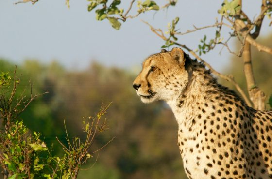 Victoria Falls to Okavango delta