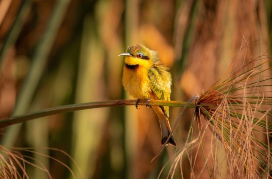 13-Day Botswana Wilderness & Victoria Falls Safari