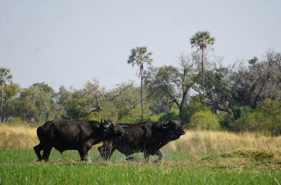 Moremi day trip