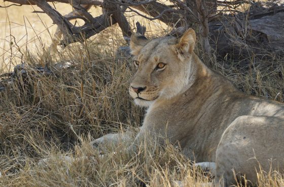 10 nights Safari