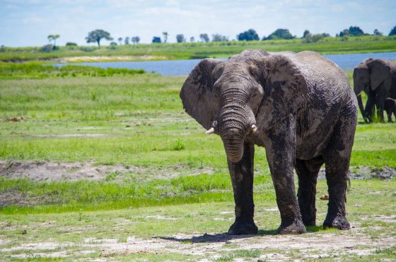 2-Nights Moremi Safari