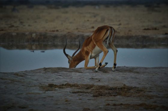 Nxai  Pan day trip